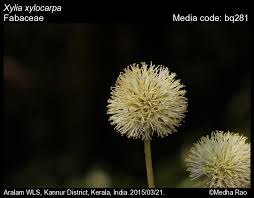Image result for Bussea xylocarpa