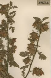 Image result for Kotschya carsonii