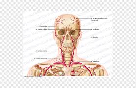 Veins are blood vessels that carry blood towards the heart. Supratrochlear Artery Vein Head And Neck Anatomy Anterior Communicating Artery Angle Face Hand Png Pngwing