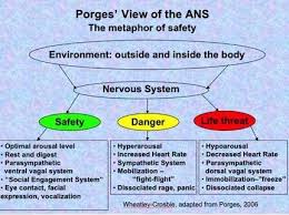 Pin On Porges Stephen