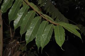 Image result for Antiaris