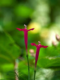 Image result for Ipomoea kituiensis