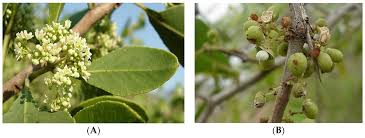 Image result for Gymnosporia senegalensis