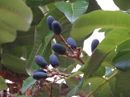 Image result for Canarium schweinfurthii