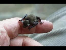 The 10 Smallest Animals In The World Bumblebee Bat Cute Animals Mammals