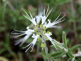 Image result for Ocimum filamentosum