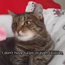 Stream tracks and playlists from cat transcendence :3 on your desktop or mobile device. Flower Cat Transcendence Full Version Subs Coub The Biggest Video Meme Platform