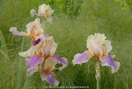 Forum de discussions sur les rencontres célibataires pour aider à trouver les réponses aux questions sur les rencontres sur internet. Forum Garten Pur De Galeriebild Iris In Stipa Pennata Garten