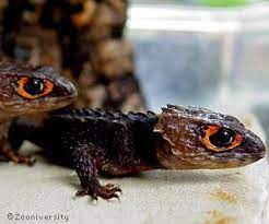 Red-eye-crocodile-skink Red Eyed Crocodile Skink Crocodile Skink Pet Lizards