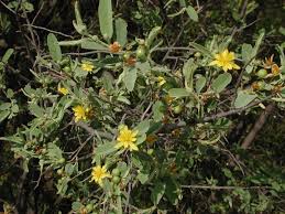 Image result for Grewia flava