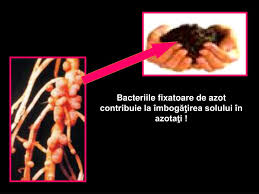 Aceste bacterii au proprietati similare, dar tolerante diferite la conditiile pedoclimatice. Ppt Cele Mai Mici Plante Powerpoint Presentation Free Download Id 3995882