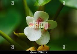 Image result for Begonia ampla