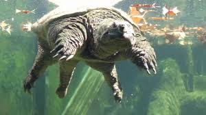 Records of the lifespan of snapping turtles in the wild remain unknown. Snapping Turtle Floating And Swimming Youtube