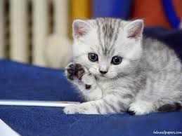 Three little kittens is a popular nursery rhyme that was first time published in usa in 1853. Free Cute Kitten Wallpapers Wallpaper Cave