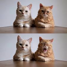Animalwoonz