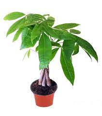 Money Tree Plant Pachira Aquatica A Beginner S Guide To Growing And Caring Trees Com Money Tree Plant Money Trees Plant Care Houseplant