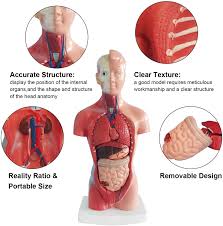 Check spelling or type a new query. Buy Kisstaker Human Torso Body Anatomy Model With 15 Removable Parts Heart Visceral Brain Skeleton Medical School Nursing Educational Supplier 11inch Online In Vietnam B0761jglst