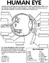 How about studying the human body? Human Body Free Coloring Pages Crayola Com