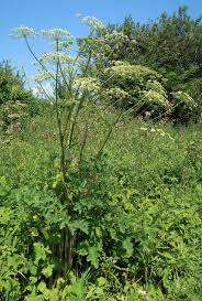 Image result for Heracleum abyssinicum