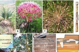 Image result for Ischaemum amethystinum