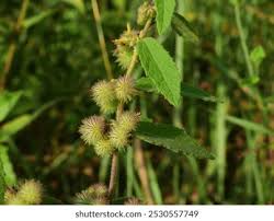 Image result for Triumfetta tomentosa