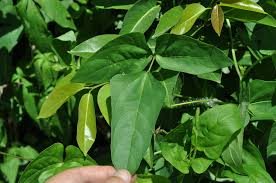 Image result for Vigna racemosa