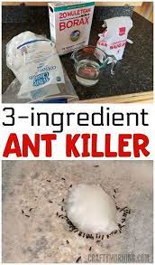 Pin On Ants