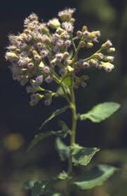 Image result for Pluchea dioscoridis