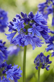 We did not find results for: Agapanthus Blue Thunder Fairweathers Garden Centre