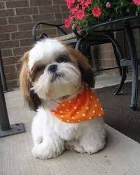 So Cute Puppy Pictures Shih Tzu Shih Tzu Dog