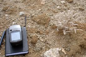 Image result for Disa cryptantha