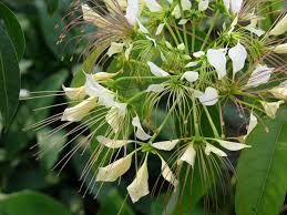 Image result for Crateva