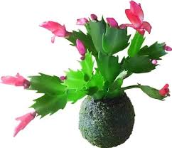 ¿pero cómo lograr que florezca el cactus de navidad? Cactus De Navidad Schlumbergera X Buckleyi Guia De Cuidados
