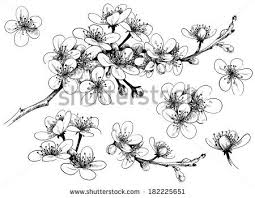 Black And White Line Art Cherry Blossom Tattoo Japanese Blossom Outline Google Search Apple Blossom Tattoos Cherry Blossom Drawing Cherry Blossom Art