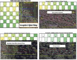 Image result for Pavetta rwandensis