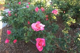 El paso municipal rose garden. El Paso Rose Garden Open On Easter Sunday El Paso Herald Post