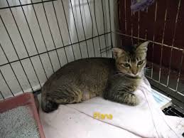 A creature which takes over human bodies. Terkini Cat Food Bathtub Creature