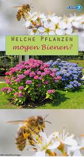Welche Pflanzen Mogen Bienen Tipps Fur Bienenweiden Und Co Br De Bienenfreundliche Pflanzen Pflanzen Bienenpflanzen