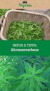 Zitronenverbene Die Konigin Des Krautertees Zitronenverbene Verbenen Zitronenverbene Rezepte