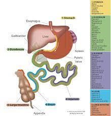 Absorption Associated With Each Section Of The Intestine Small Intestine Dssurgery Gallbladder Intestines Folate