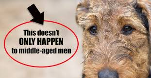 In most cases, the actual cause cannot be detected. What Can An Enlarged Prostate Mean