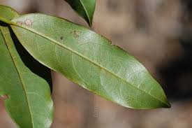 Image result for Cryptocarya woodii