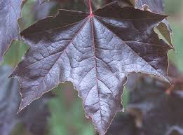 Rhs award of garden merit. Acer Platanoides Crimson King Landscape Plants Oregon State University