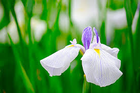 見頃を迎える花菖蒲 かきつばた あやめ しょうぶ の違いが言えますか Tenki Jpサプリ 2017年06月04日 日本気象協会 Tenki Jp