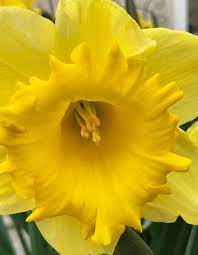Spring Solstice Yellow Daffodils Changing Seasons Spring