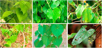 Image result for Menispermaceae