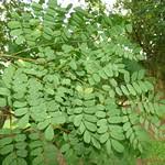 Image result for Caesalpinia ferrea