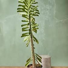 Image result for Euphorbia plenispina