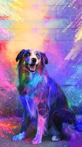 Gift giving is a science to learn and an art to master. Me Encata Es Precioso Cute Dog Wallpaper Dog Wallpaper Iphone Cute Puppy Wallpaper
