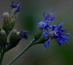 Image result for Vernonia gerberiformis